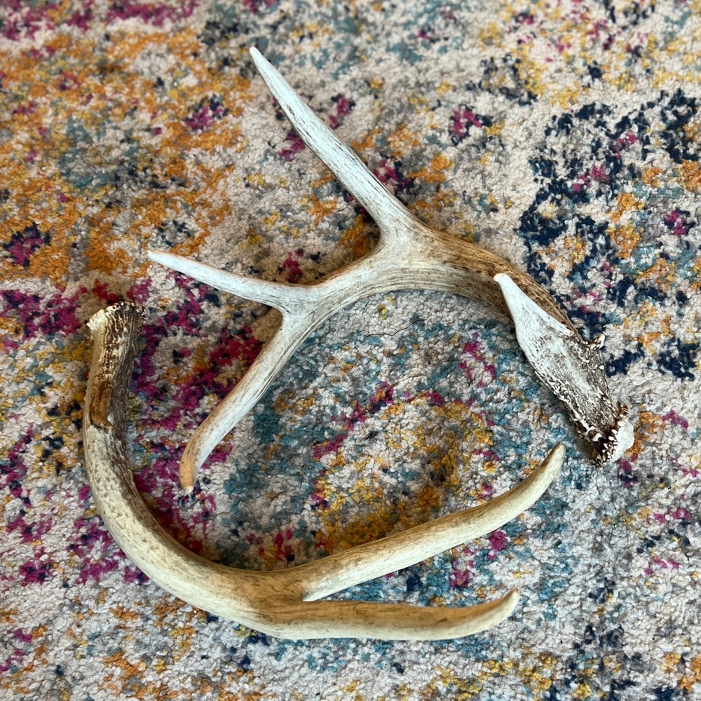 DEER ANTLERS (2)
